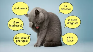 6 lucruri pe care pisica adoră să le facă