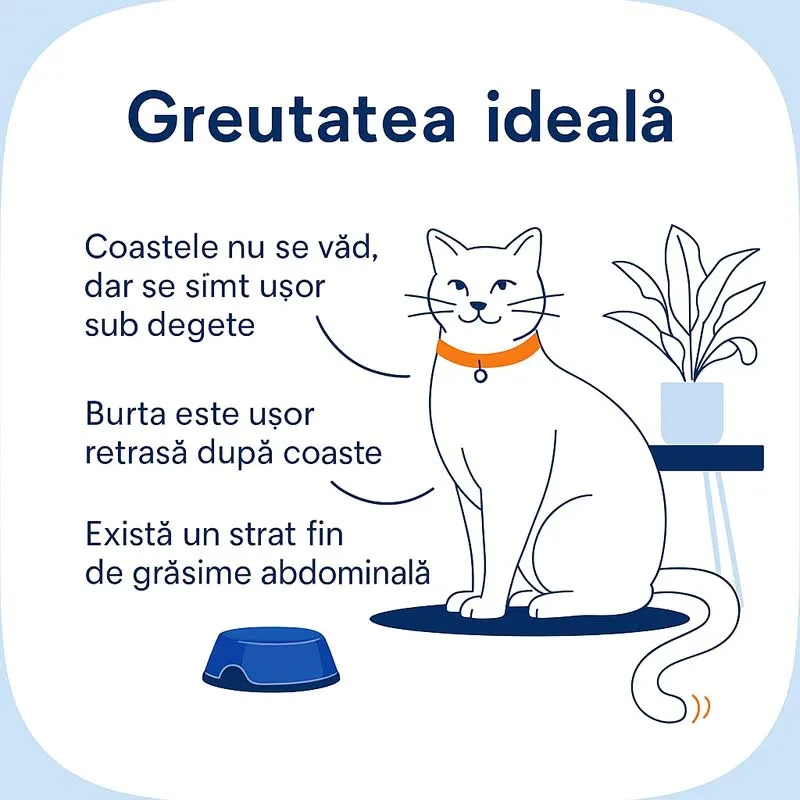 Pisica greutate ideala
