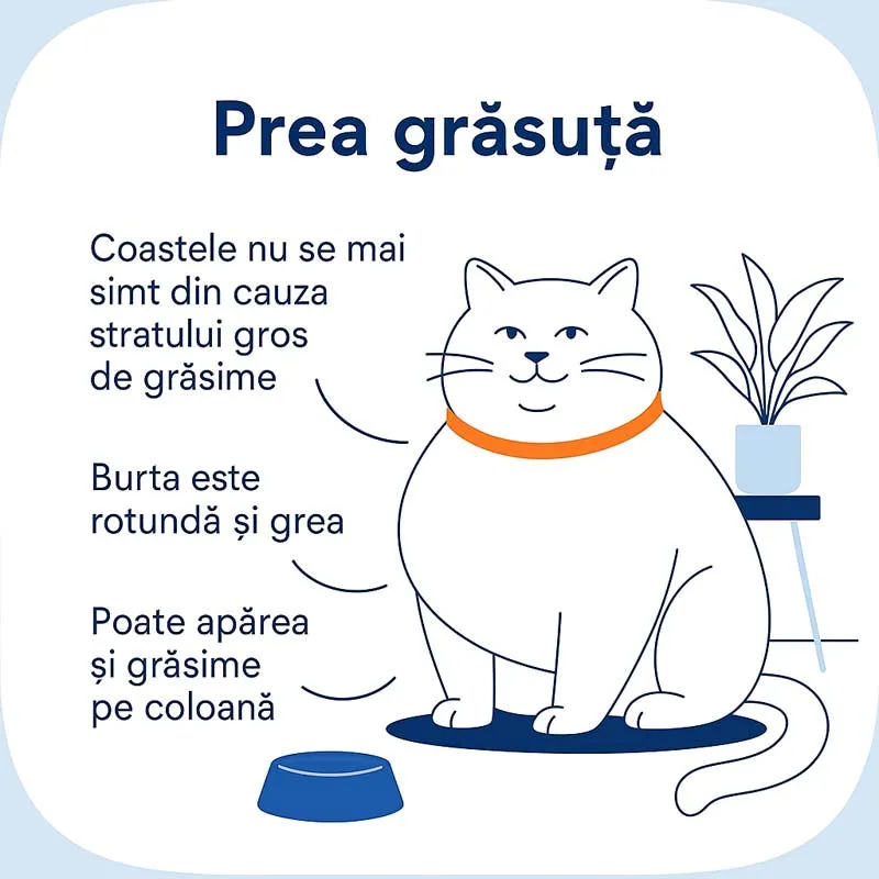 Pisica obeza