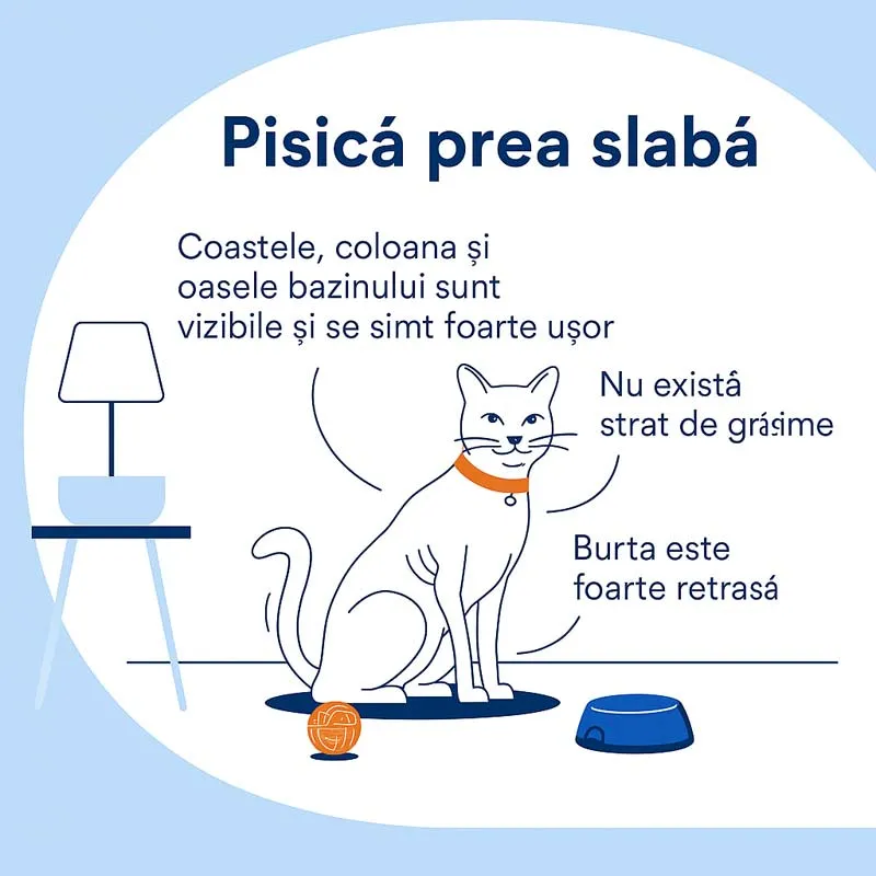 Pisica este prea slaba