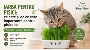 Iarbă pentru pisici: ce este și de ce este importantă pentru pisica ta